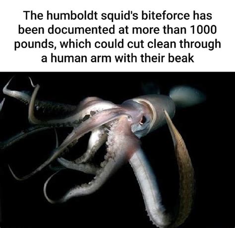 humboldt squid bite force.